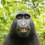 Affe_Mit_Kake's Avatar'