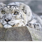MrSnowlepard's Avatar'