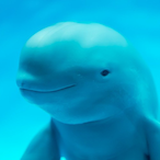 Look4APorpoise's Avatar'