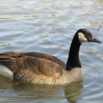 Ducky_69.'s Avatar'