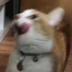zycat_'s Avatar'