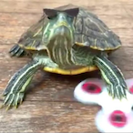 A1binoTurtle's Avatar'
