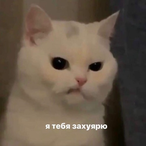 ahfsaftasjwuahs's Avatar'
