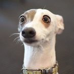 MEMEHUNTER1337's Avatar'