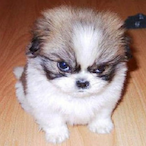 Dogster_12's Avatar'