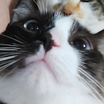 Veipon's Avatar'