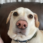 SweatStane's Avatar'