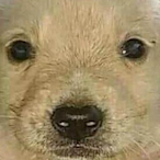 LegendogeREAL's Avatar'