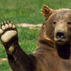 cheschar67's Avatar'