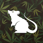 RatOfNight's Avatar'