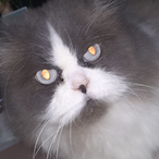 beterabuHashish's Avatar'