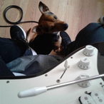 lazychip's Avatar'