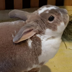 Bobby_Da_Rabbit's Avatar'