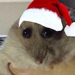 Festive_Hampter's Avatar'