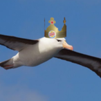 albatrossRCool's Avatar'