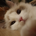 KiwiAde's Avatar'