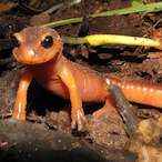 Sly.Ensatina's Avatar'