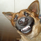 Dogarit_IsoSaku's Avatar'