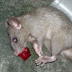 MoneyForRotte's Avatar'