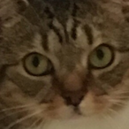 Azzedine_Ounahi's Avatar'