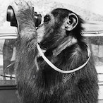 ChimpWatcher97's Avatar'
