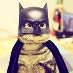 Batcatman's Avatar
