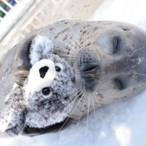 TheSealCornLord's Avatar'