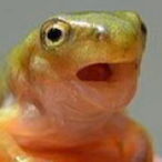 kodebi's Avatar'