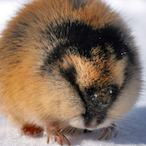 ICON.Lemming's Avatar'