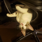 FatCacaNuts's Avatar'