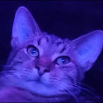 PYDR0's Avatar'