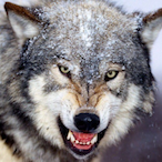 yuval_wolf's Avatar'