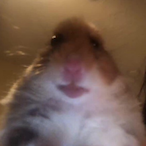 liI chub's Avatar'