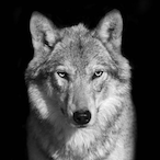 EiswolfV2's Avatar'
