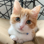 Catbey20's Avatar'