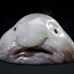 Karl__Keucher's Avatar'