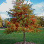 RuralCypress181's Avatar'