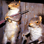 Gerbil.Gamer's Avatar'