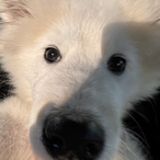 ATKWhite.Pug's Avatar'
