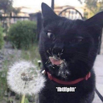 DankiusMemeicus's Avatar'