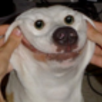 OddoFoxxo's Avatar'