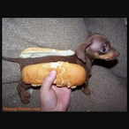 RafWithClaws's Avatar'