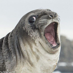 GlizzyBoy831's Avatar'