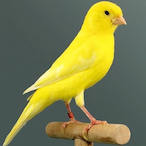 IIIIllllllIII2's Avatar'