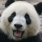 My eIo twin's Avatar'