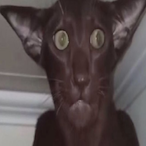 SleptWithUCat's Avatar'