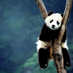 TxblasNiiga's Avatar'