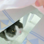 NekoCiallo-'s Avatar'