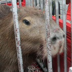 Capivara_ninjja's Avatar'
