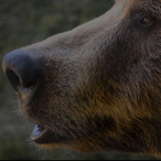 nerfnoob210's Avatar'